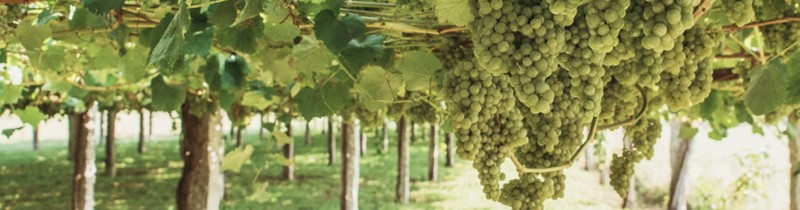 El Albariño y Las Rías